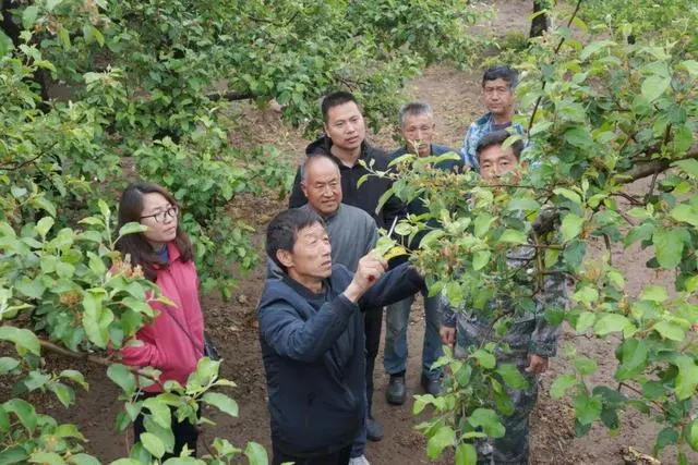 河北农村种植致富项目_河北种植致富果_河北种植什么果树