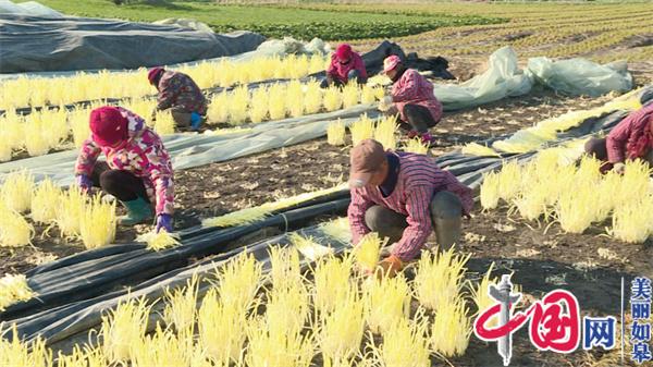 江苏省如皋市城北街道朱厦村：特色种植提高含金量促进群众致富