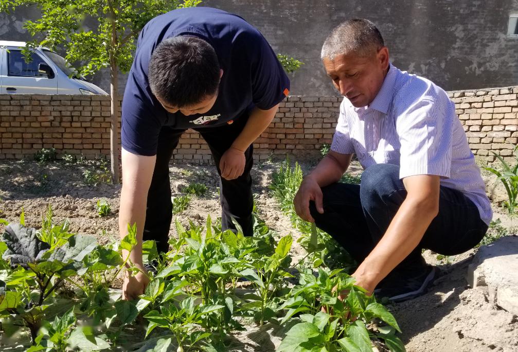 庭院种植致富项目_致富庭院种植项目介绍_庭院致富项目案例