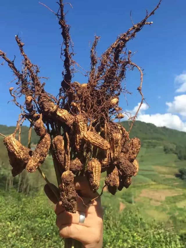 花生加工厂赚钱吗_花生致富加工视频_致富经花生加工