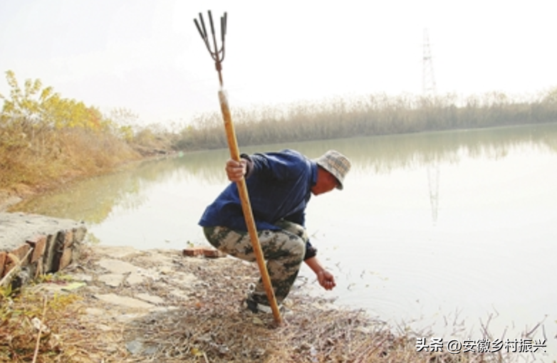 沙鳖养殖技术视频_致富养殖沙鳖视频_养殖沙鳖致富