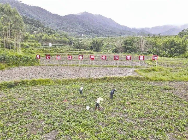 走乡入镇看振兴丨昆仑镇 “一村一品”扮靓特色产业 因地制宜赋能乡村振兴