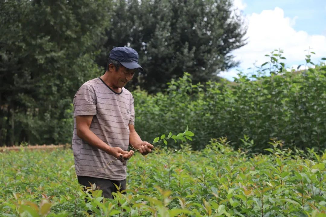 庭院种植致富项目_致富庭院种植项目介绍_致富庭院种植项目有哪些