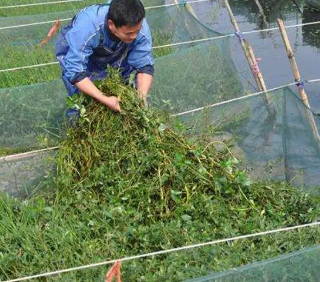 无土养殖黄鳝最新技术_黄鳝养殖土池的建造图_黄鳝土池养殖技术