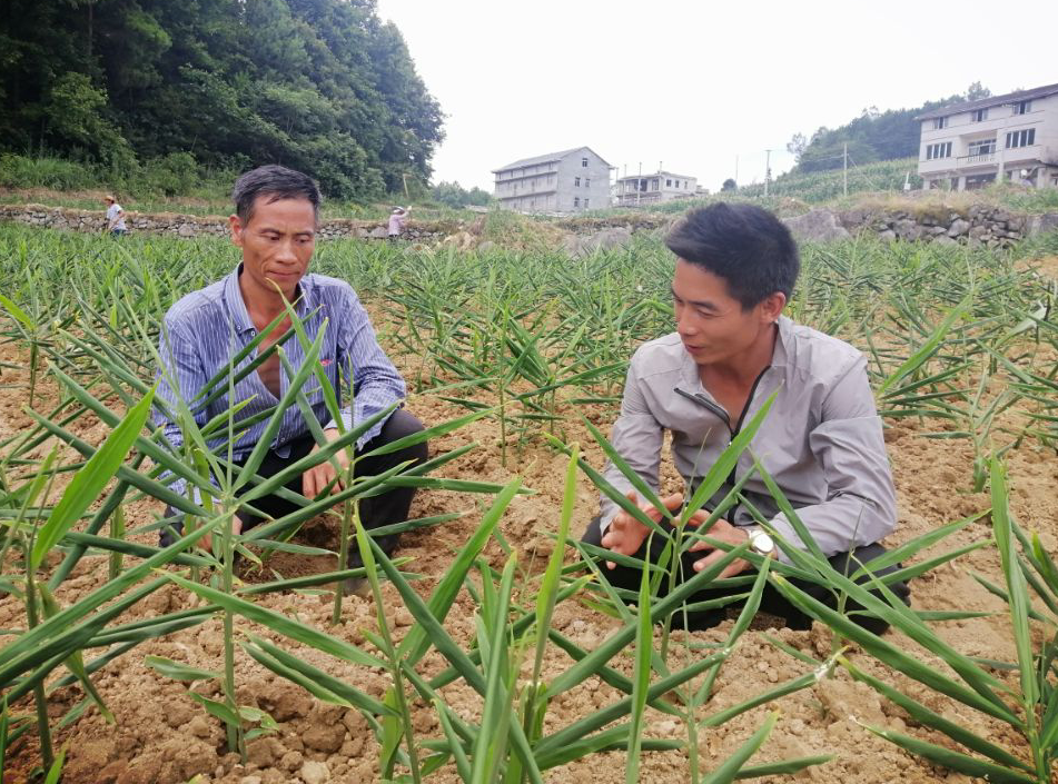 致富种植姜农村有补贴吗_农村种植姜致富_农村创业种姜