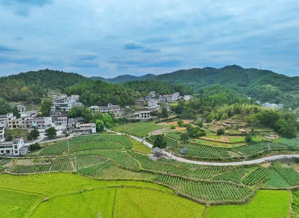 冬瓜种植效益_致富冬瓜种植视频_种植冬瓜致富