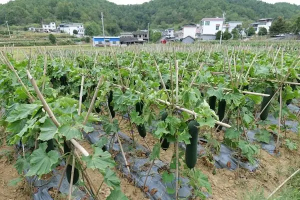 冬瓜种植效益_种植冬瓜致富_致富冬瓜种植视频