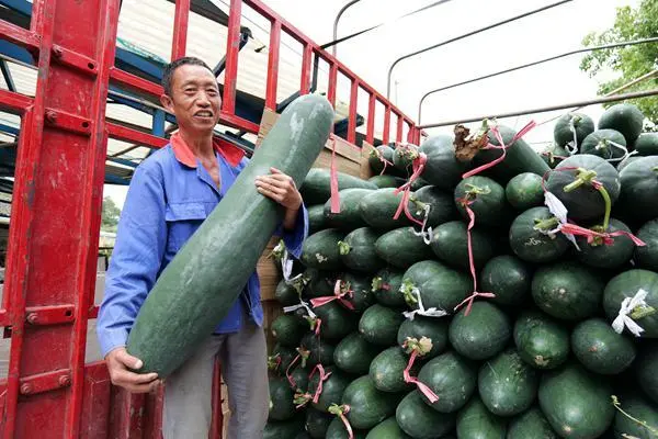 致富冬瓜种植视频_冬瓜种植效益_种植冬瓜致富