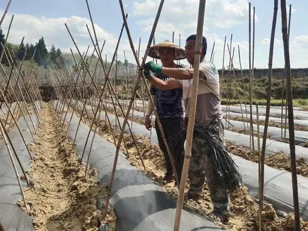 冬瓜种植效益_种植冬瓜致富_致富冬瓜种植视频