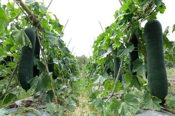 致富冬瓜种植视频_冬瓜种植效益_种植冬瓜致富