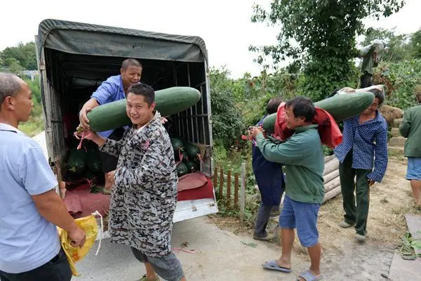 致富冬瓜种植视频_种植冬瓜致富_冬瓜种植效益