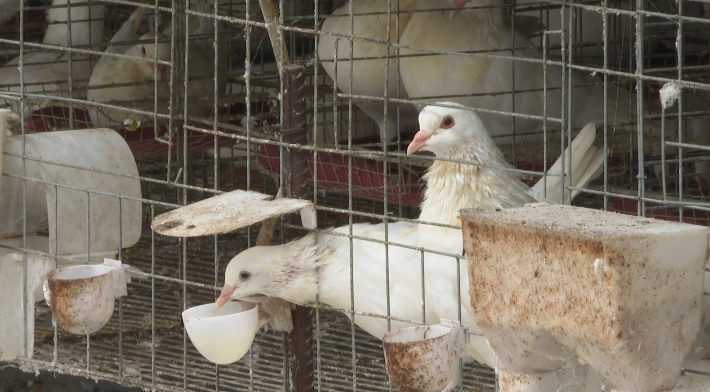 肉鸽养殖致富方案_致富经养鸽子致富视频_致富经肉鸽养殖创业