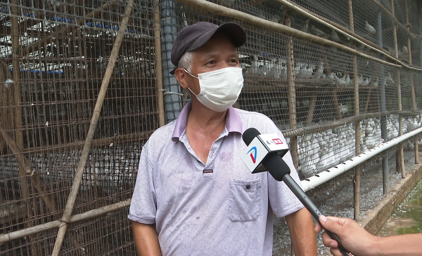 肉鸽养殖致富方案_致富经养鸽子致富视频_致富经肉鸽养殖创业