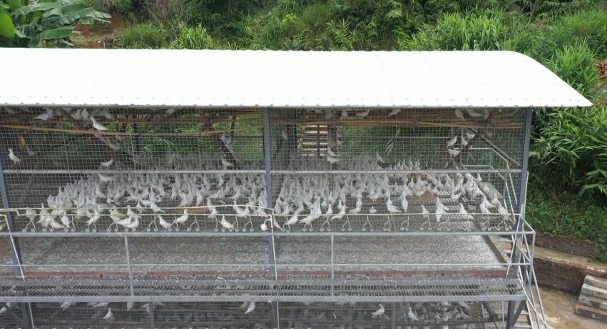 肉鸽养殖致富方案_致富经养鸽子致富视频_致富经肉鸽养殖创业