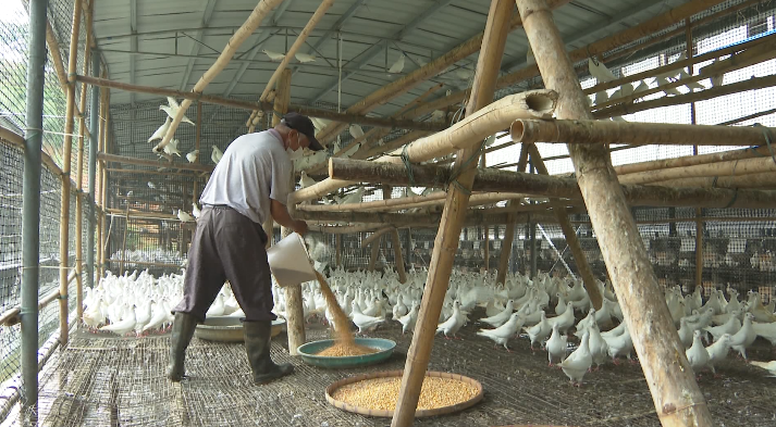 致富经养鸽子致富视频_肉鸽养殖致富方案_致富经肉鸽养殖创业