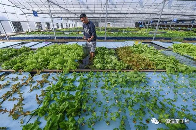 致富庭院种植项目有哪些_致富庭院种植项目是什么_庭院种植致富项目