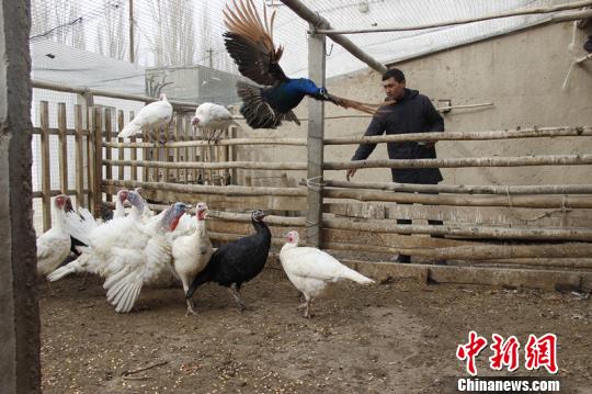 孔雀养殖视频每日农经_孔雀养殖场视频_孔雀养殖致富视频