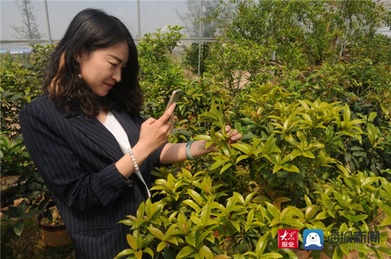 致富石榴种植技术视频_石榴种植致富_石榴的种植前景与收益