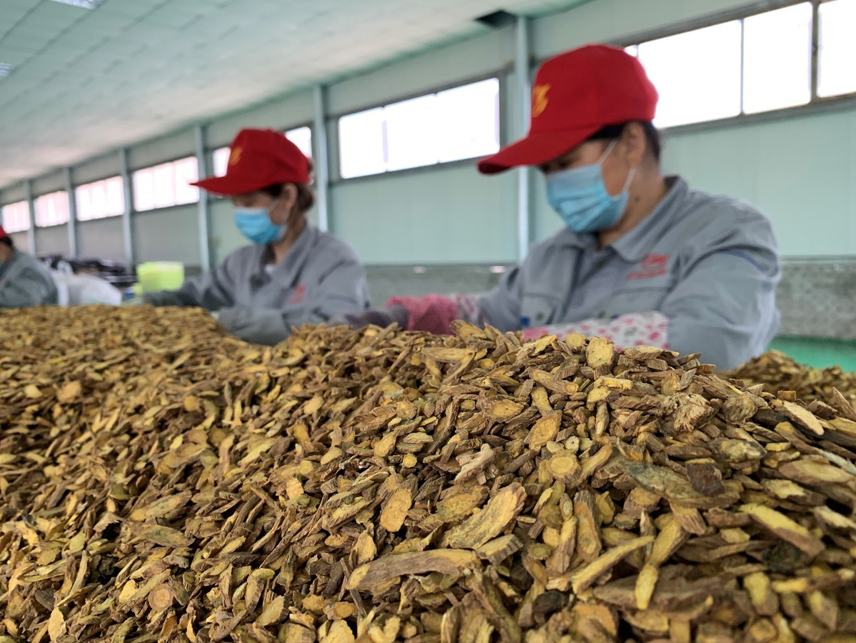 致富药材种植_种植中药致富_中药种植赚钱