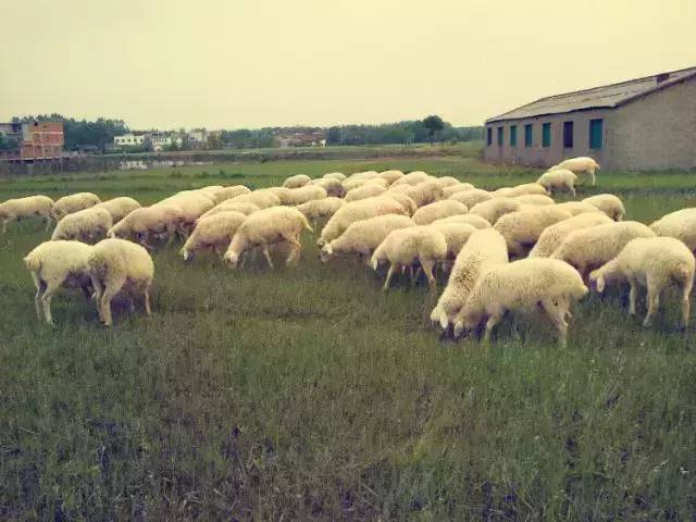 致富经养奶牛_牛奶养鸡致富经_致富牛奶养鸡是真的吗