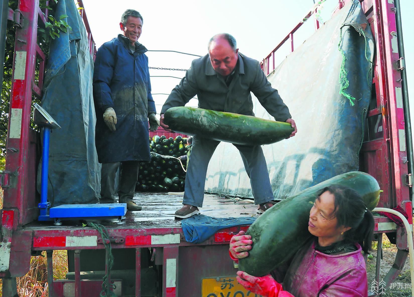 盐城响水：黑皮冬瓜喜丰收 农民致富“钱”景好