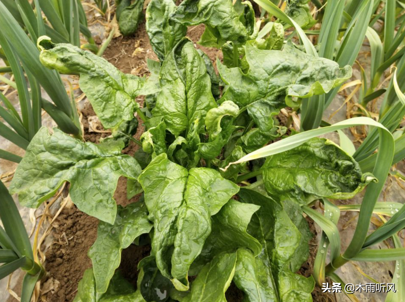 波菜种植时间及技术_波菜种植时候_波菜的种植方法