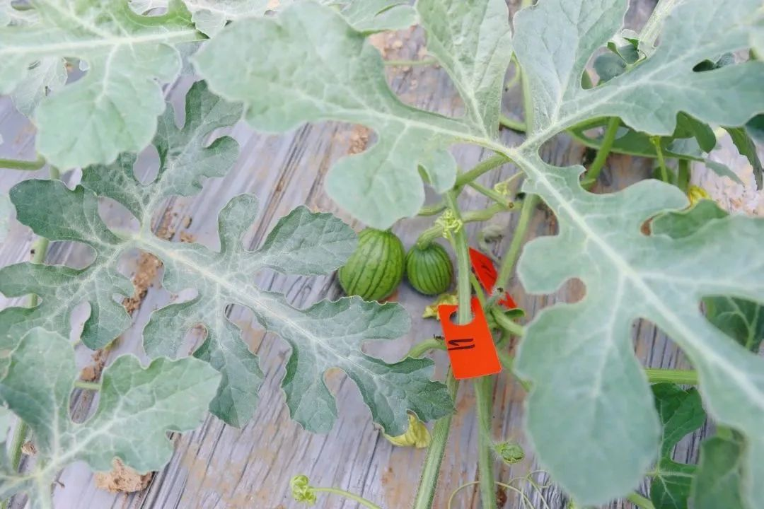 致富种植视频全集_致富经种植业_特色种植致富忙