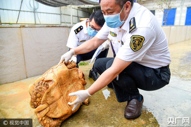 陆龟苏卡塔尔在哪能买_苏卡答陆龟_致富经苏卡达陆龟