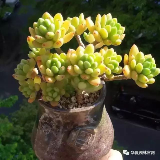 种包包菜的技术_种植包包菜致富_致富种植包包菜视频