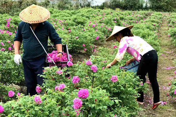 地栽牡丹怎样种植技术_牡丹的种植方法地栽_牡丹栽种植技术地区有哪些