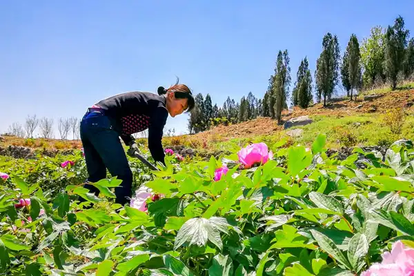 牡丹栽种植技术地区有哪些_牡丹的种植方法地栽_地栽牡丹怎样种植技术