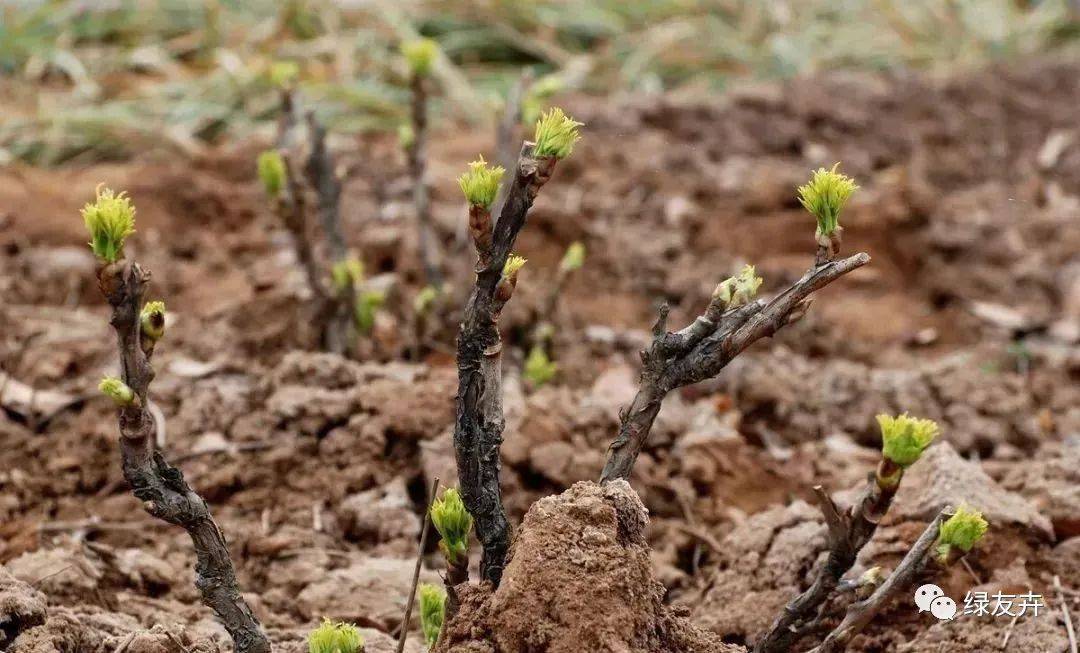 地栽牡丹怎样种植技术_牡丹种植法_牡丹的种植方法地栽