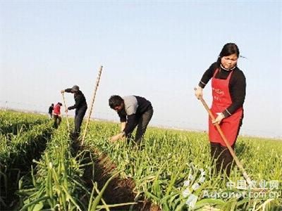 民乐紫皮大蒜管理技术