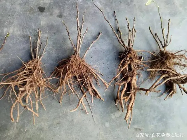 牡丹的种植方法地栽_地栽牡丹怎样种植技术_牡丹种植法