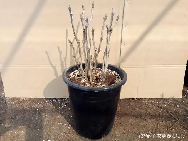 地栽牡丹怎样种植技术_牡丹种植法_牡丹的种植方法地栽