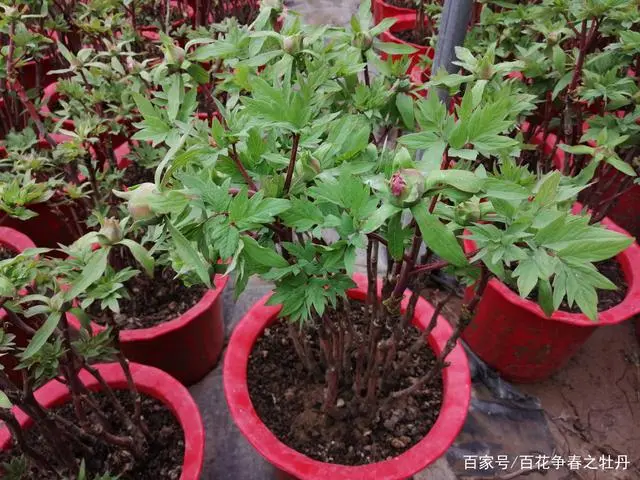 牡丹的种植方法地栽_地栽牡丹怎样种植技术_牡丹种植法