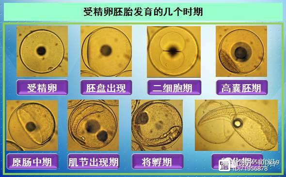 珍珠养殖龙胆池塘技术与管理_珍珠龙胆池塘养殖技术_珍珠养殖龙胆池塘技术要点