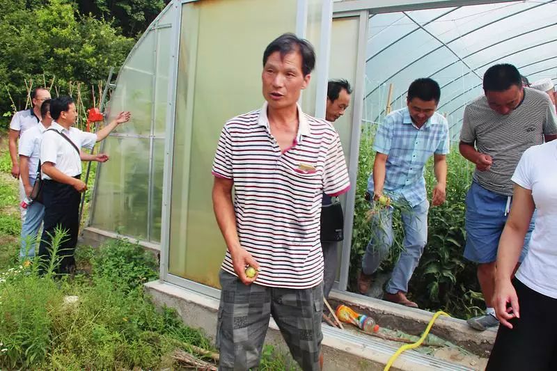 致富种植包包菜视频_致富种植包包菜怎么样_种植包包菜致富