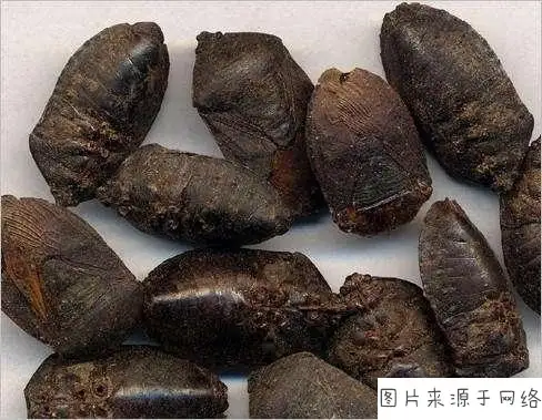 （1）什么是九香虫，它和我们常见的“臭大姐”有什么区别？