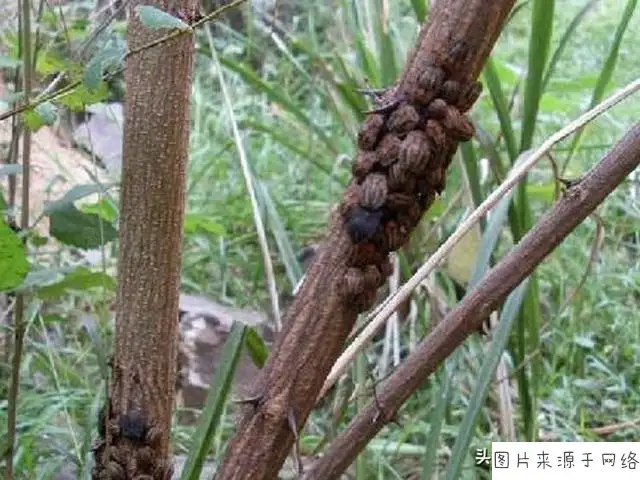 （1）什么是九香虫，它和我们常见的“臭大姐”有什么区别？