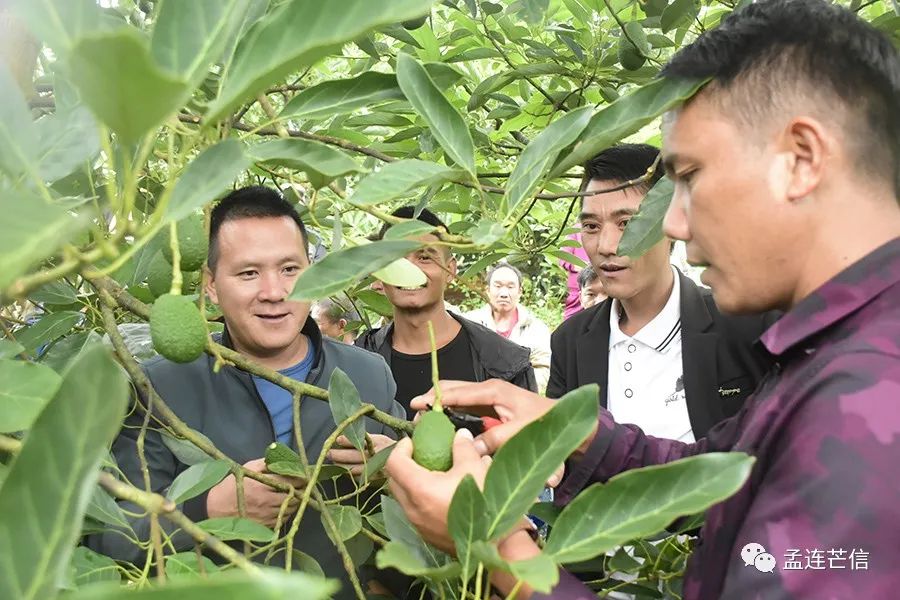 种植果牛油技术要求_种植果牛油技术要点_牛油果怎样种植技术