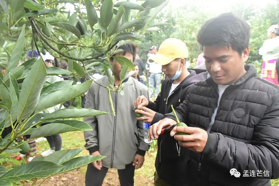 牛油果怎样种植技术_种植果牛油技术要点_种植果牛油技术要求