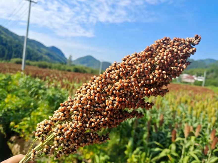 绿宝瓜几月份种_绿宝瓜种植致富_绿宝瓜种植方法和注意事项