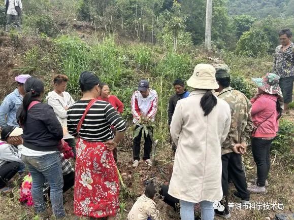 牛油果怎样种植技术_牛油果油种植_种植果牛油技术要求