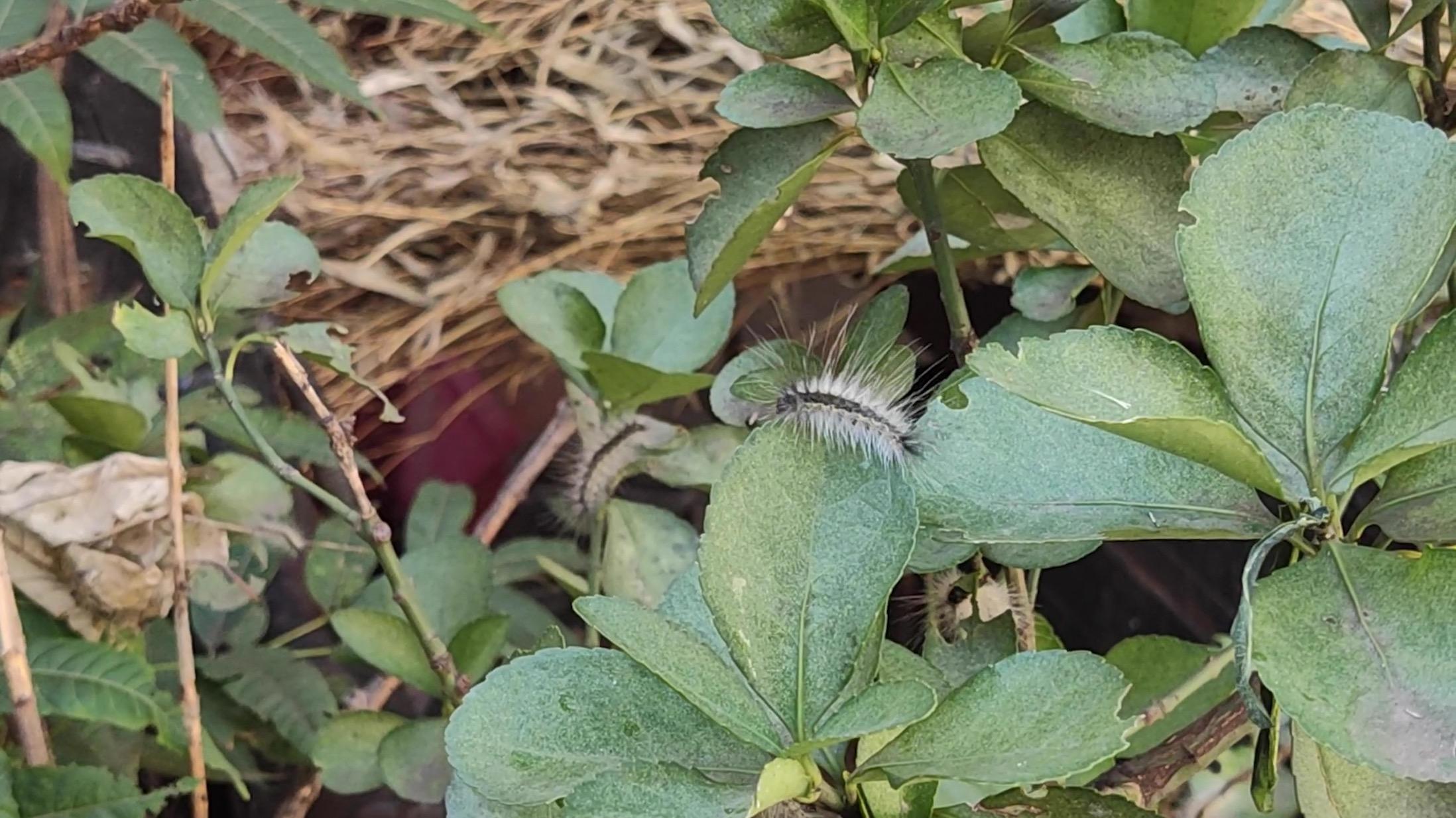 桑树杆用途_桑树插杆种植技术视频_桑树插枝的视频