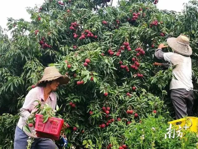 种植棠梨花致富_致富棠梨花种植视频_棠梨花多少钱一斤