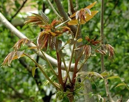 香椿种植技术视频直播_香椿树种植技术视屏_香椿树栽培技术视频