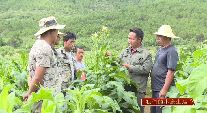 种植烟叶致富视频_种植烟叶赚钱吗_视频致富种植烟叶怎么做