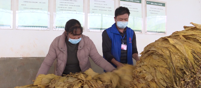 种植烟叶赚钱吗_种植烟叶致富视频_视频致富种植烟叶怎么做