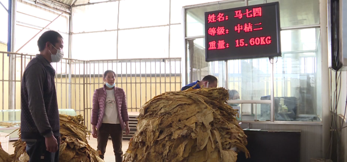 种植烟叶致富视频_视频致富种植烟叶怎么做_种植烟叶赚钱吗